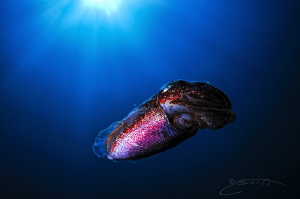 ~ Colourful Alien ~ by Geo Cloete 